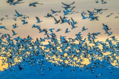 2022-Sunset-geese-in-flight-Sutter-Buttes-